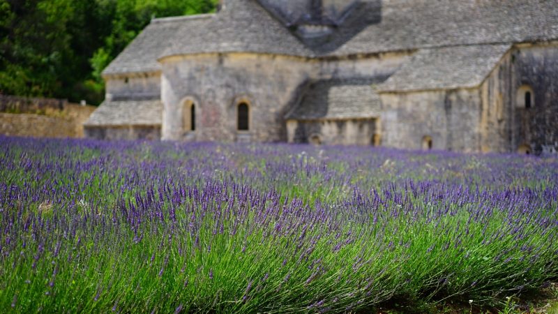 Lavandes, calanques et art de vivre : mon circuit voyage Provence