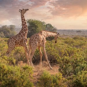 Safaris sensationnels et richesses masaï : circuit voyage Kenya