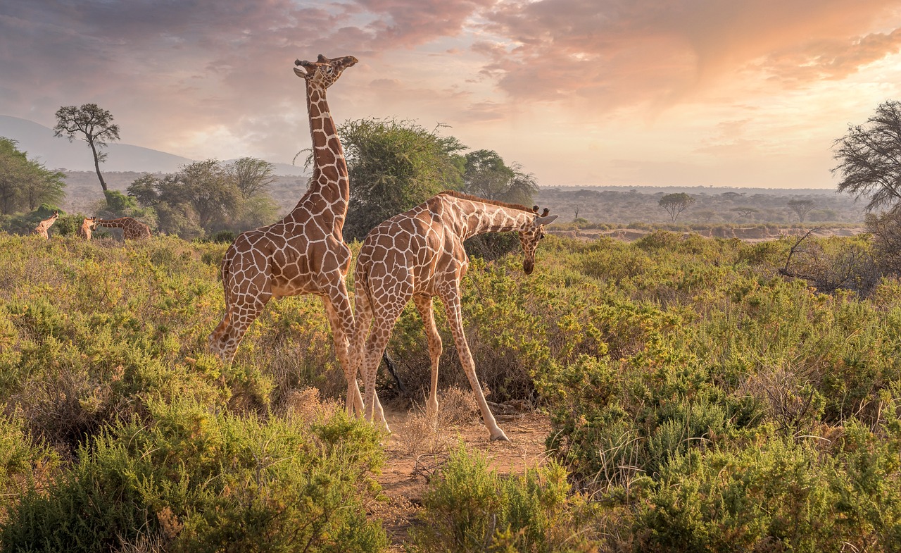 Safaris sensationnels et richesses masaï : circuit voyage Kenya