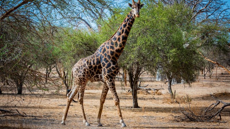 Teranga et parcs nationaux : impressions de mon circuit voyage Sénégal