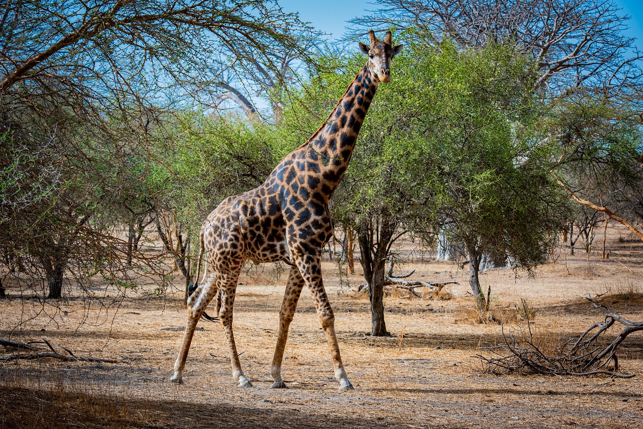 Teranga et parcs nationaux : impressions de mon circuit voyage Sénégal