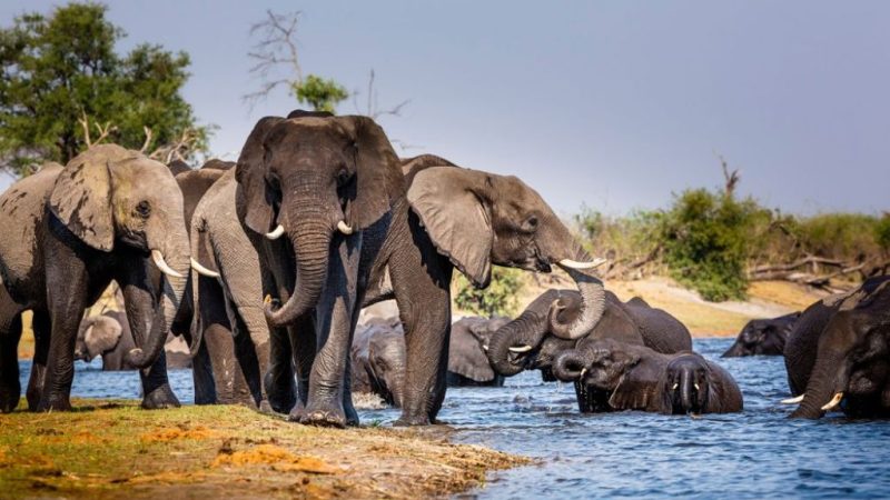 Déserts rouges et faune sauvage : expérience circuit voyage Namibie