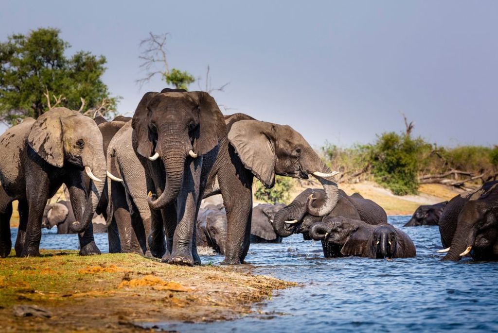 Déserts rouges et faune sauvage : expérience circuit voyage Namibie