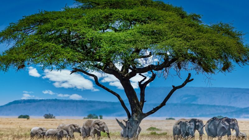 À la poursuite des Big Five : mon safari inoubliable au Kenya avec Hors Pistes !