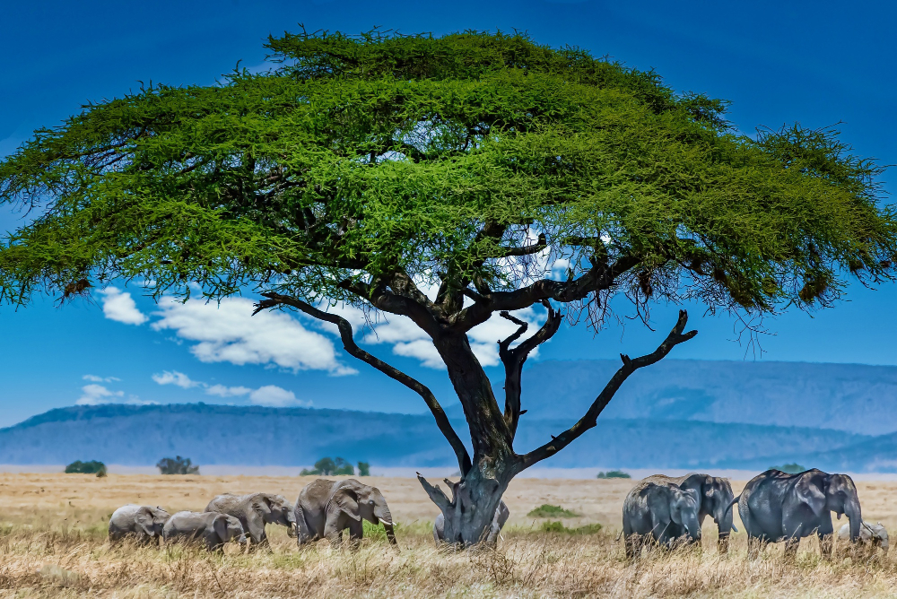 À la poursuite des Big Five : mon safari inoubliable au Kenya avec Hors Pistes !