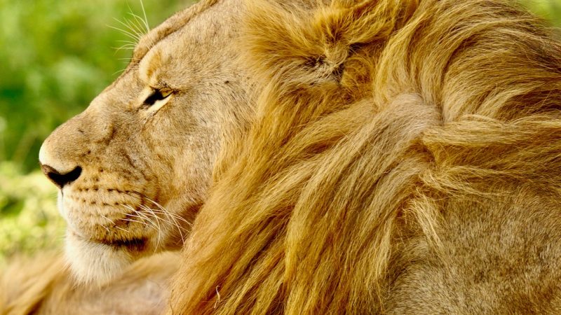 Plongez dans l’aventure : L’époustouflant safari en Tanzanie décrypté !