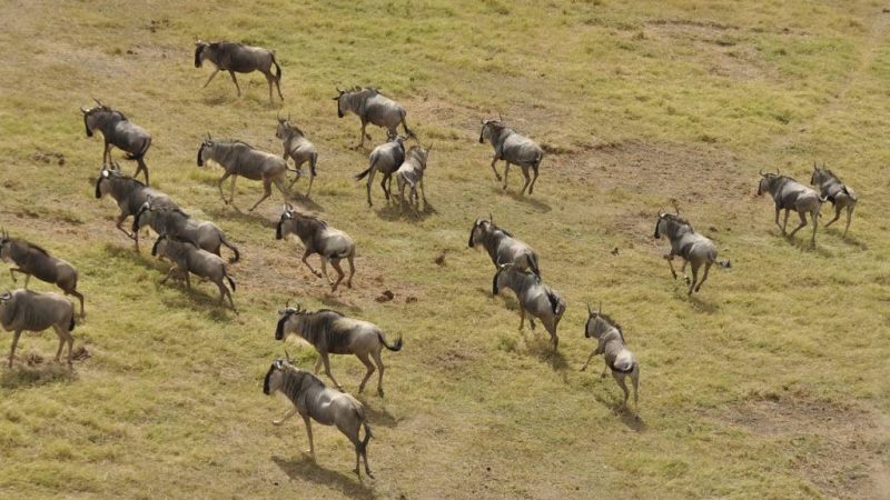 Safari au Masai Mara : La Quintessence de la Faune Kenyane