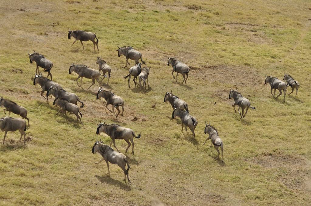 Safari au Masai Mara : La Quintessence de la Faune Kenyane