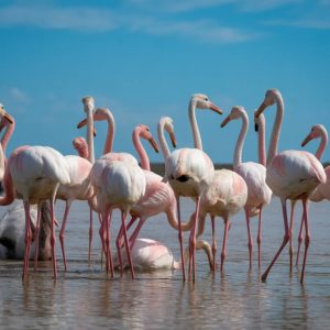 Circuit voyage Bolivie : sel, flamants roses et l’effet waouh permanent