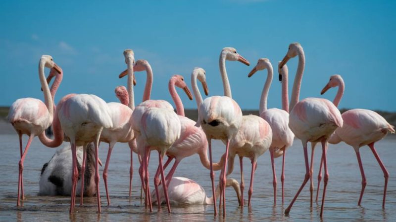 Circuit voyage Bolivie : sel, flamants roses et l’effet waouh permanent