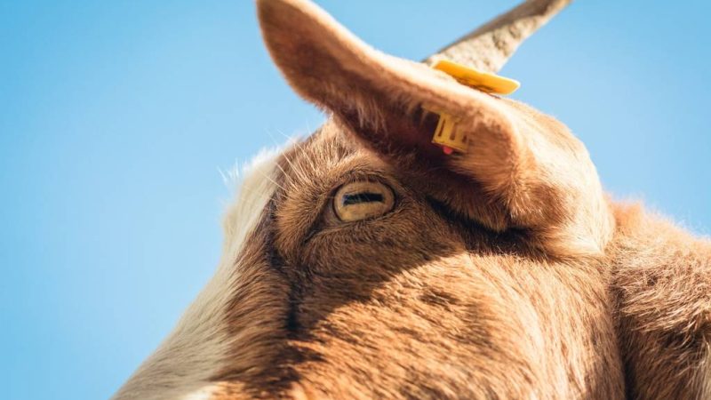 L’histoire et les origines du fromage de chèvre