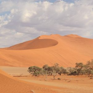 Safari en Namibie : à la rencontre des Big Five dans des paysages lunaires