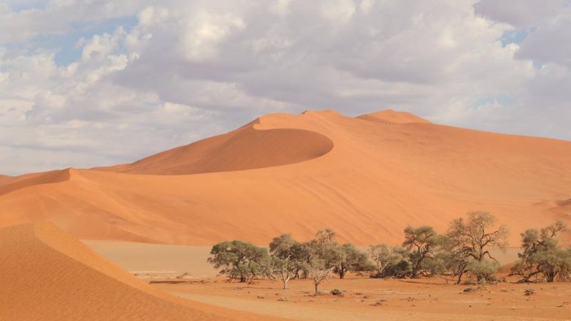 Safari en Namibie : à la rencontre des Big Five dans des paysages lunaires